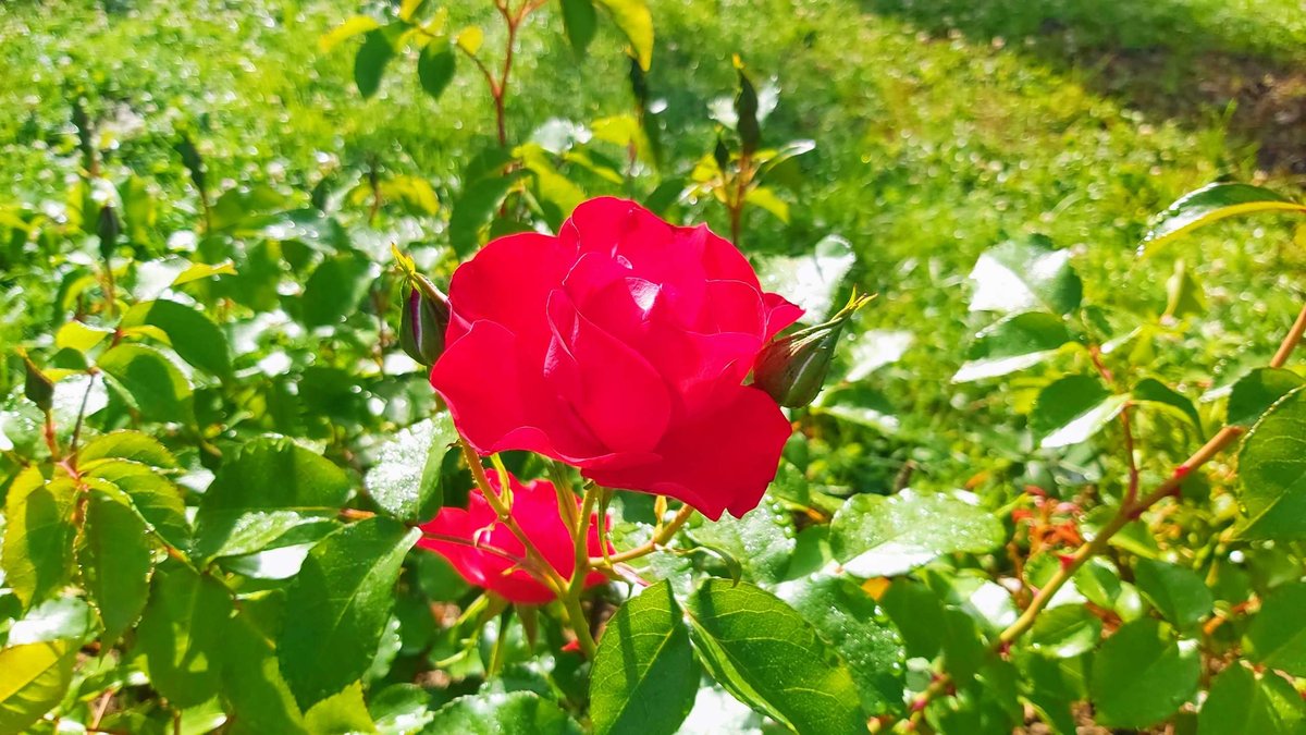 6-may-park-batumi-02
