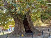 900-year-old plane tree (Tree of Love)
