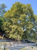 900-year-old plane tree (Tree of Love)