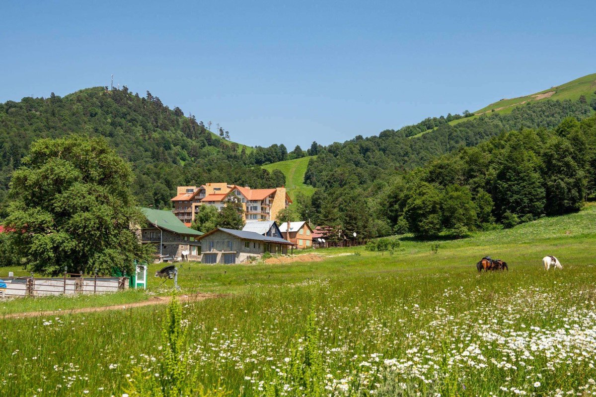 A field in Bakuriani in summer