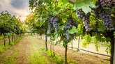 Askaneli Winery&Distillery