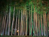 Bamboo Grove