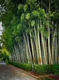 Bamboo Grove
