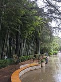 Bamboo Grove