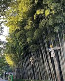 Bamboo Grove