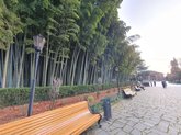 Bamboo Grove