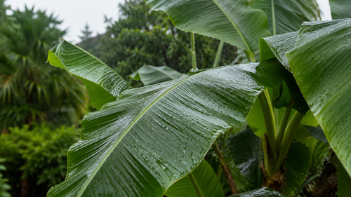 Large banana leaves create the tropical mood that makes the small grove near Batumi feel unusual.