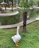 Батумский птичник (павлины, лебеди, цесарки, утки)