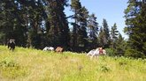 Конные туры в Боржоми