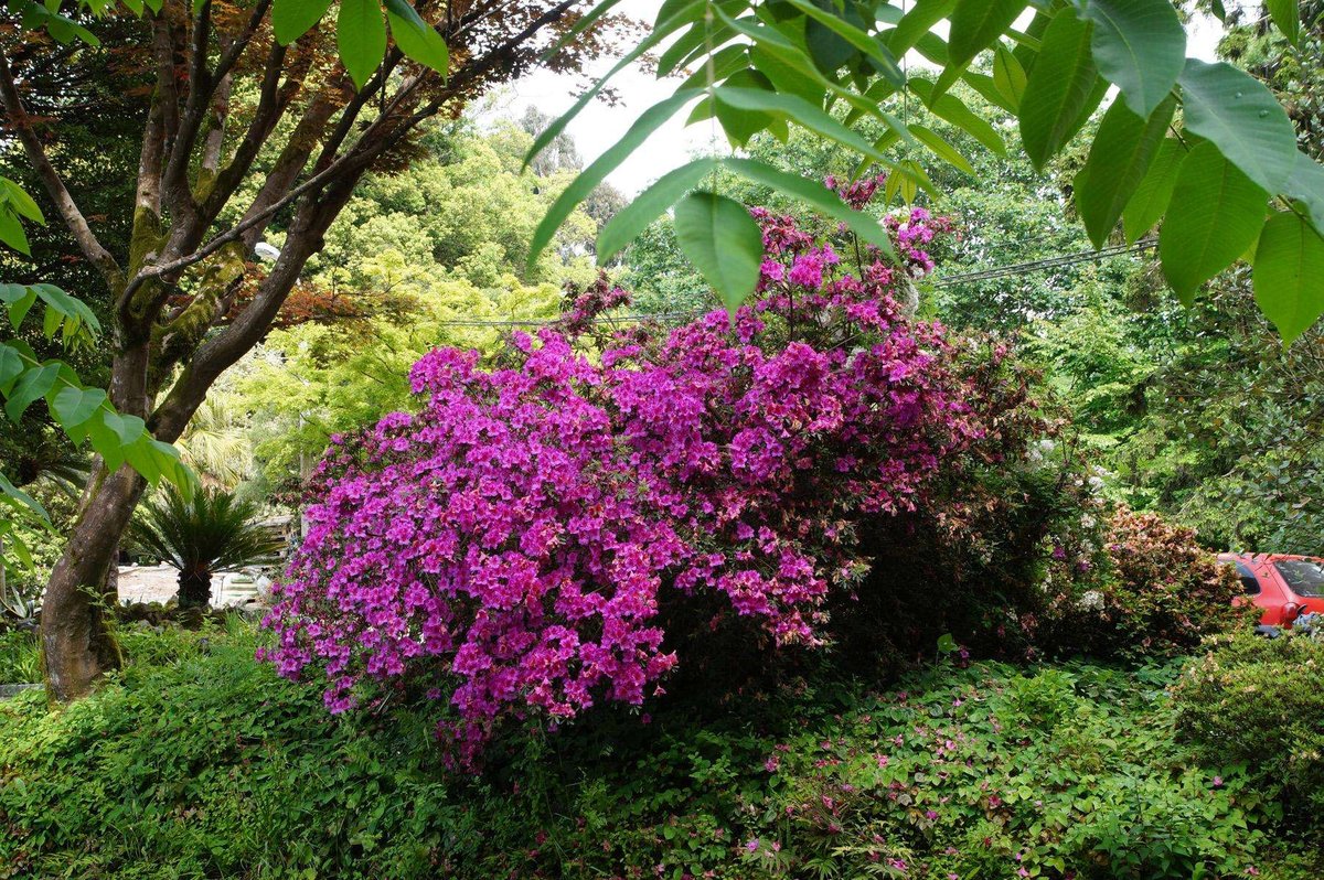 Botanical Garden in Batumi