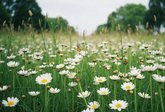 camomile field