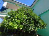 Green House