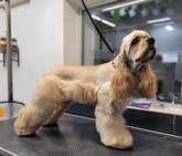 Groom (ул. Мириан Мепе)