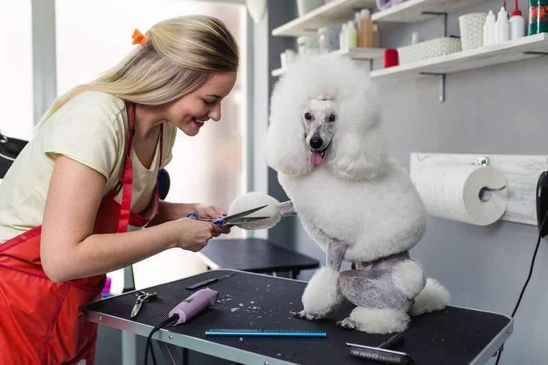 A groomer trims a fluffy poodle on a grooming table in a pet salon.