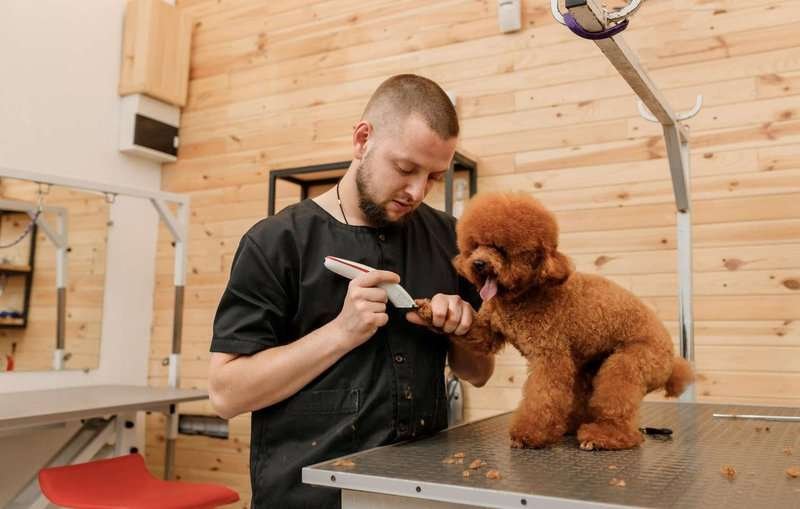 A pet groomer trims a small poodle’s paw on a grooming table.