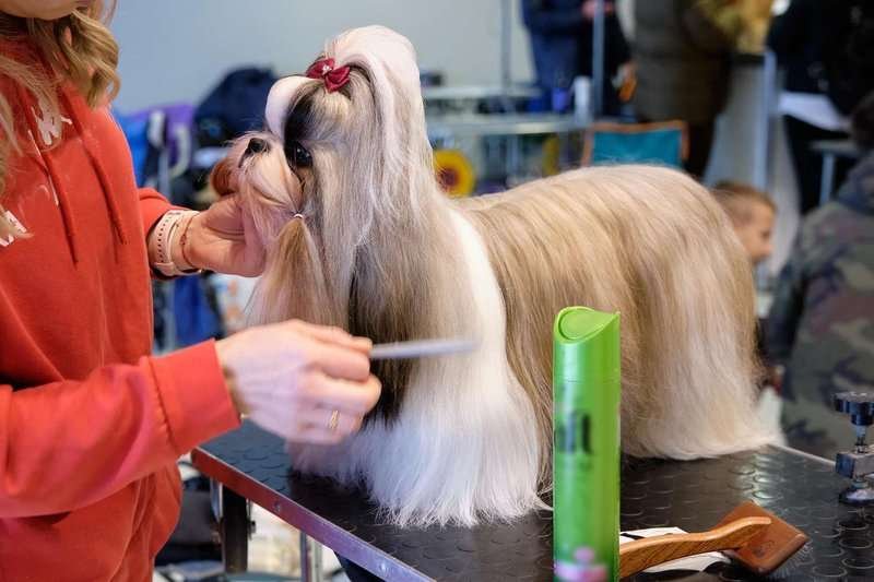 A groomer brushes a long-haired Shih Tzu on a grooming table, preparing it for styling.