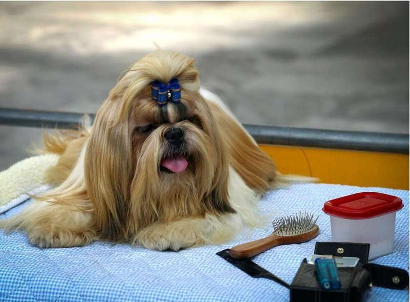 A long-haired Shih Tzu rests on a mat with grooming tools nearby, ready for a makeover.