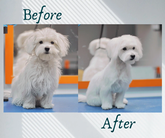 BarberPet (ფალიაშვილის ქ.)