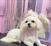 ბასტიკუნები