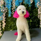 ბასტიკუნები