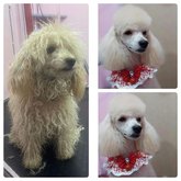 ბასტიკუნები