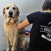 Groom (გლდანი)