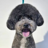 BarberPet (ул. Иосебидзе)