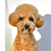 BarberPet (ул. Иосебидзе)