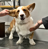 BarberPet (ул. Иосебидзе)