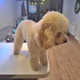 BarberPet (ул. Иосебидзе)