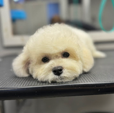 BarberPet (ул. Иосебидзе)