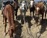 Прокат лошадей