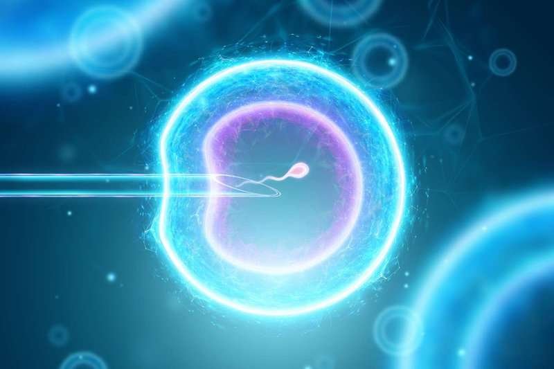 artificial insemination of the egg
