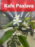 PAXLAVA