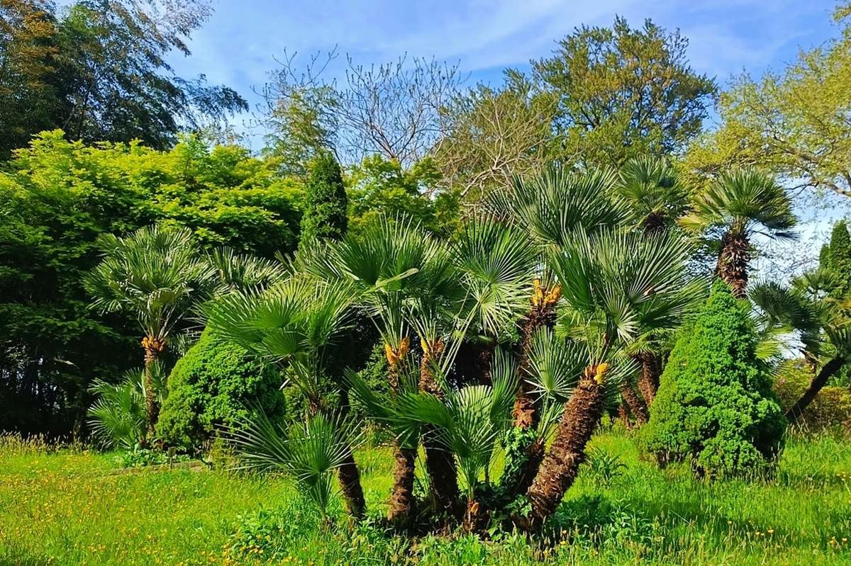 Kutaisi Botanical Garden