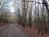 Sabaduri Forest