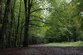 Sabaduri Forest