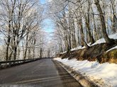 Sabaduri Forest