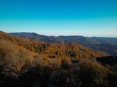 Sabaduri Forest