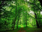 Sabaduri Forest