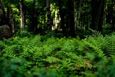 Sabaduri Forest