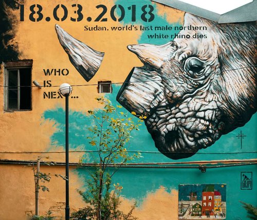 Последний самец северного белого носорога