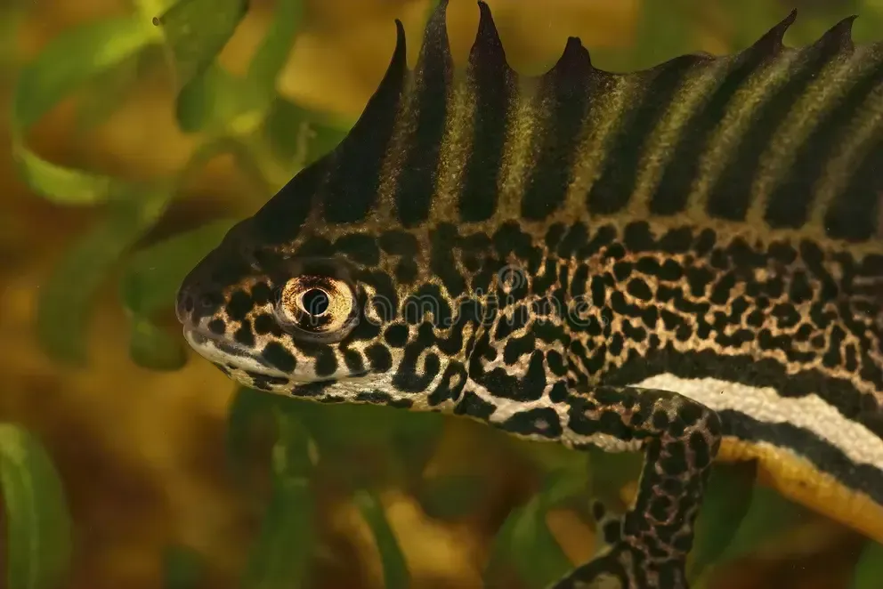 Ommatotriton ophryticus