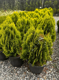 მცენარეთა ბაგა (230 აეროპორტის გზატკეცილი)