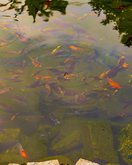 Пруд с рыбками в Японском саду