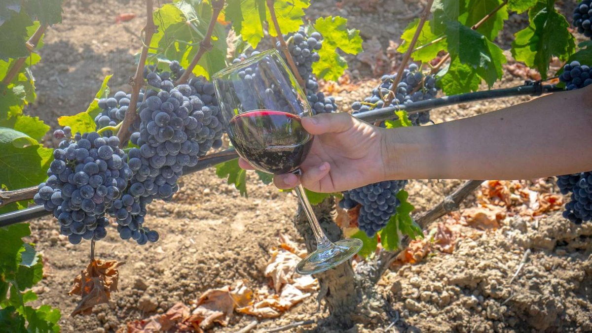 A short caption: a hand holds a glass of red wine beside sun-warmed clusters of dark, ripe grapes hanging low to the vineyard soil.