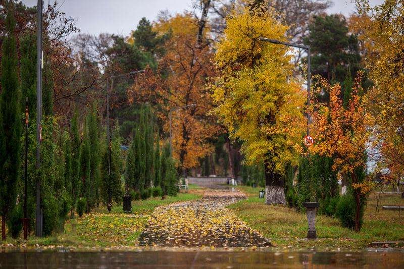 Alley in Rustavi Park