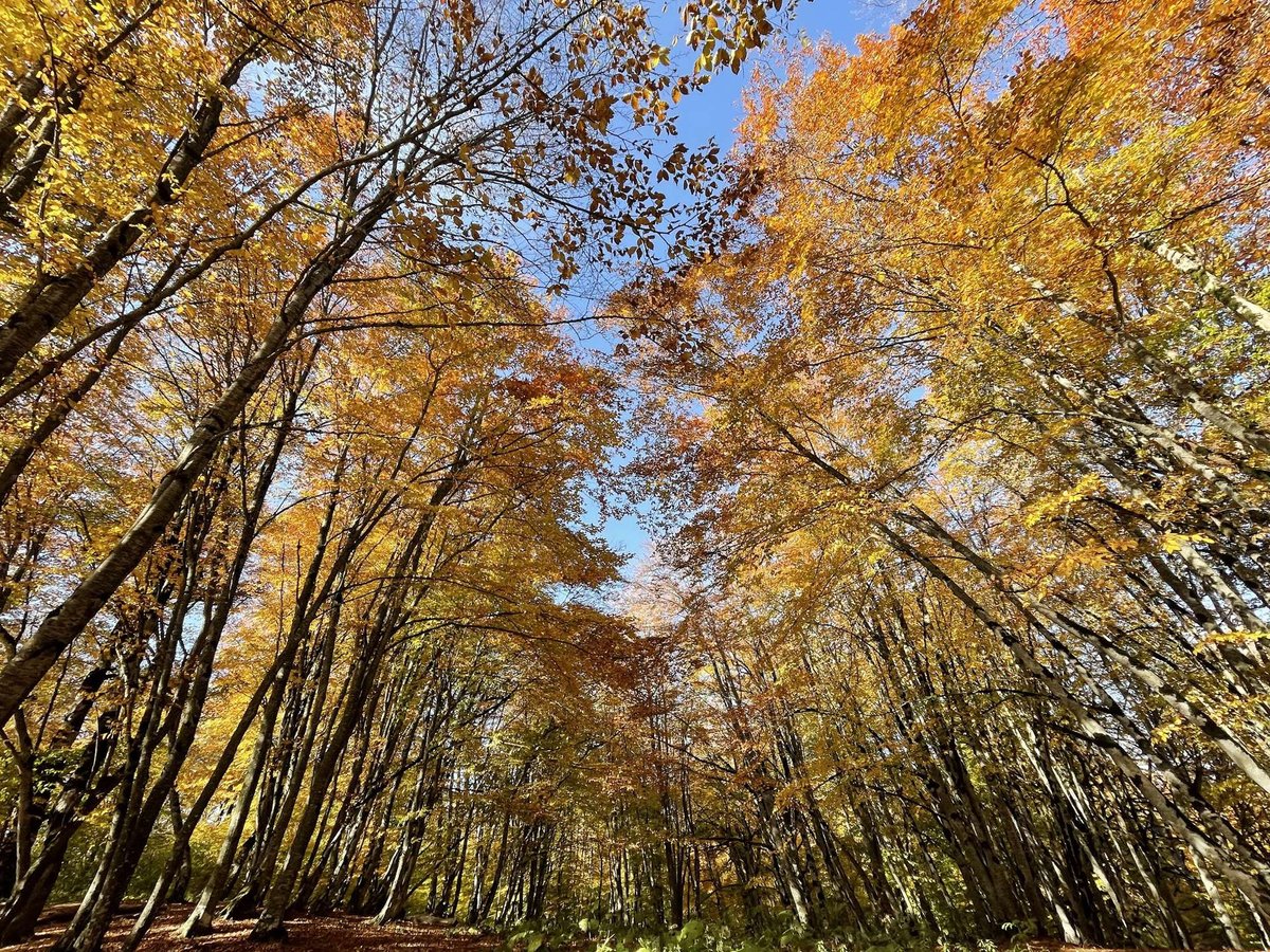 Sabaduri Forest