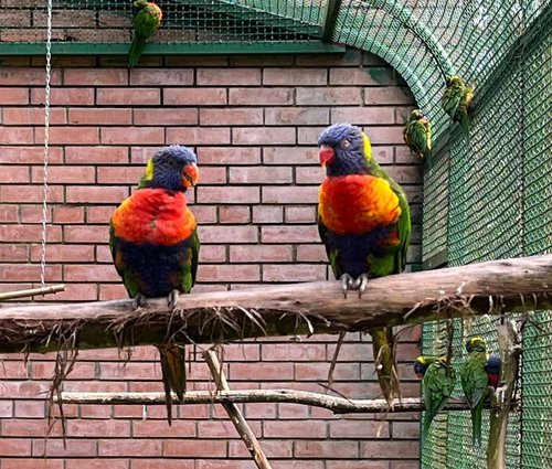 Colorful parrots resting on wooden branches inside the aviary.