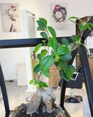 Studio Aurora